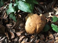 Serruggeri - Leccinum_lepidum_201011121 048.jpg